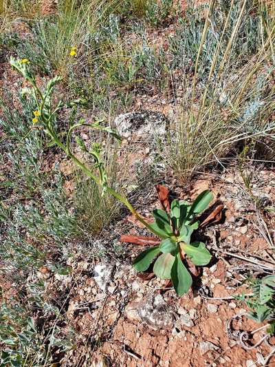 Goniolimon elatum, photographed by Анна Митрошенкова