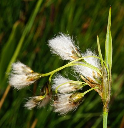 Eriophorum latifolium, photographed by Patrick Hacker