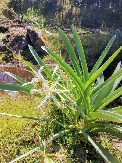 Pancratium illyricum, photographed by Roland Godon