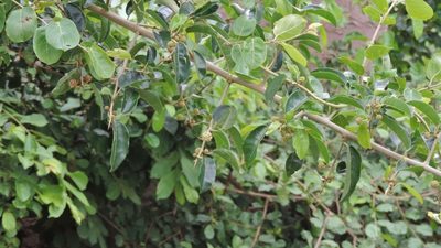 Maclura africana, photographed by i_c_riddell