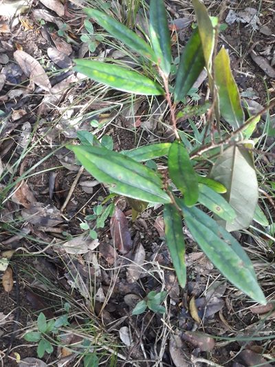 Erythroxylum sideroxyloides, photographed by Ben