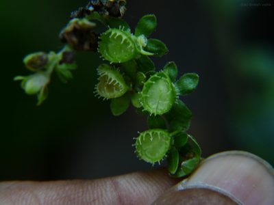 Adelocaryum coelestinum, photographed by Dinesh Valke