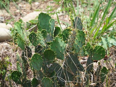 Opuntia dillenii, photographed by 葉子
