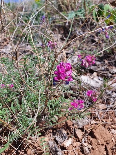 Oxytropis floribunda, photographed by Анна Митрошенкова