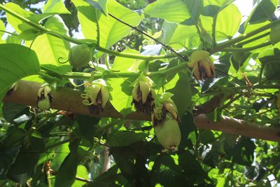 Passiflora quadrangularis, photographed by Brian Oakes Haiti Hunter