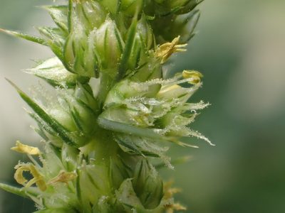 Amaranthus spinosus, photographed by 葉子