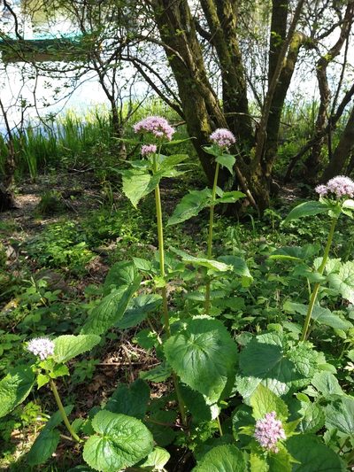 Valeriana pyrenaica, photographed by Victoria M.