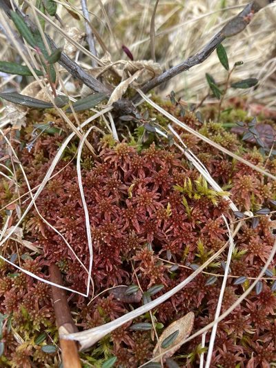 Sphagnum warnstorfii, photographed by Caleb Catto