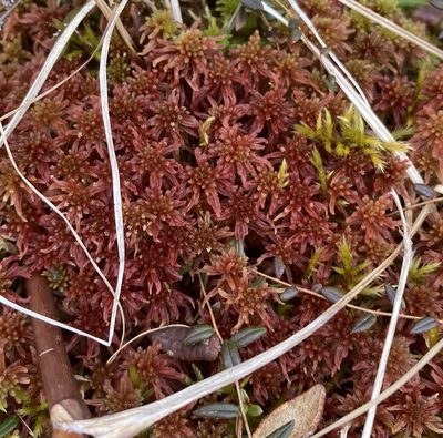 Sphagnum warnstorfii, photographed by Caleb Catto