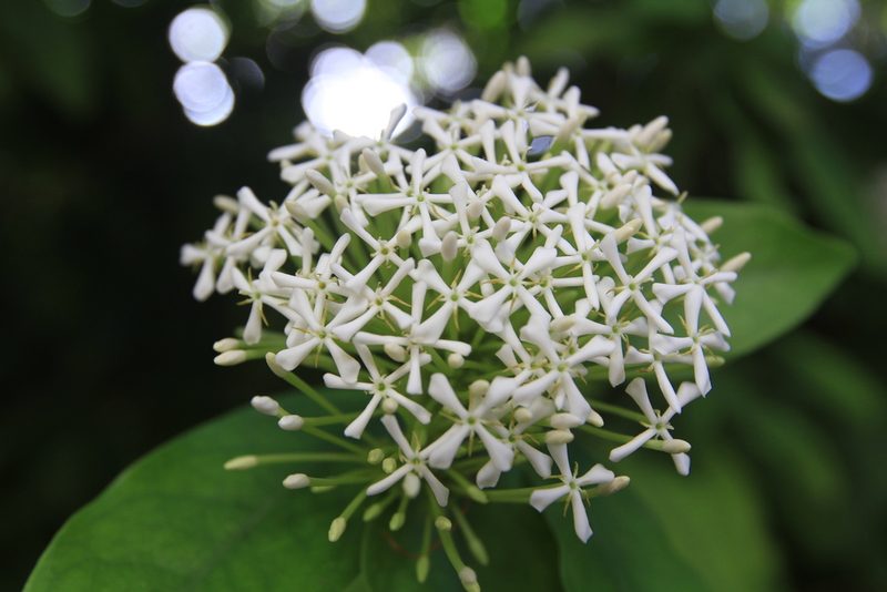 Ixora finlaysoniana, photographed by Brian Oakes Haiti Hunter