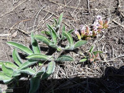 Pearsonia grandifolia, photographed by Chris Vynbos