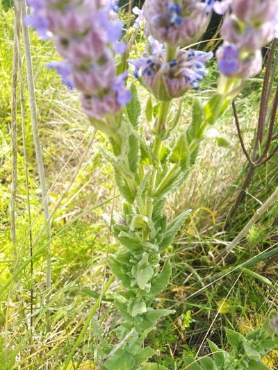 Nepeta tuberosa, photographed by Vicente Lopes