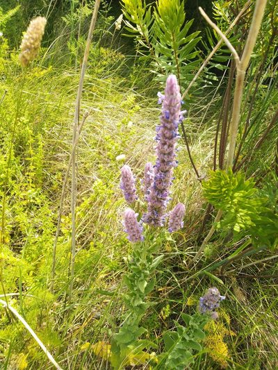 Nepeta tuberosa, photographed by Vicente Lopes