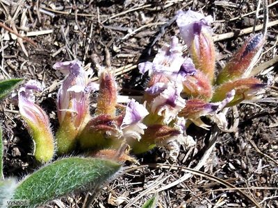 Pearsonia grandifolia, photographed by Chris Vynbos