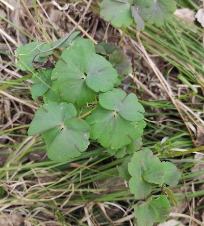 Aquilegia sibirica, photographed by Юлия