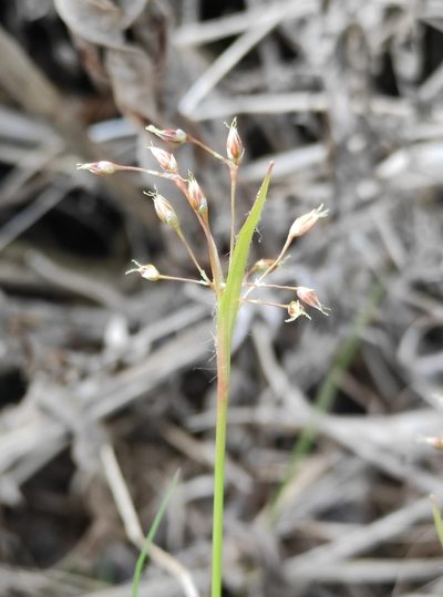 Luzula rufescens, photographed by Юлия