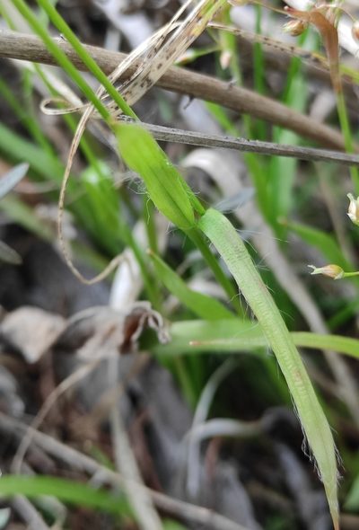 Luzula rufescens, photographed by Юлия