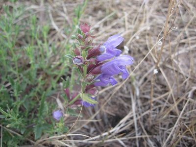 Dracocephalum peregrinum, photographed by Marina Potapova