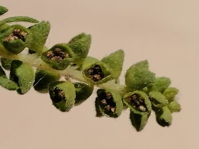 Ambrosia tenuifolia, photographed by flamelily
