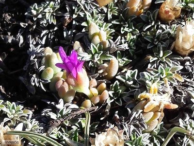 Delosperma lavisiae, photographed by Chris Vynbos