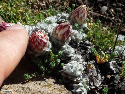Helichrysum milfordiae, photographed by Chris Vynbos
