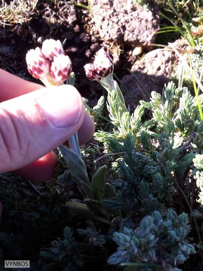 Helichrysum milfordiae, photographed by Chris Vynbos