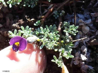 Lotononis galpinii, photographed by Chris Vynbos