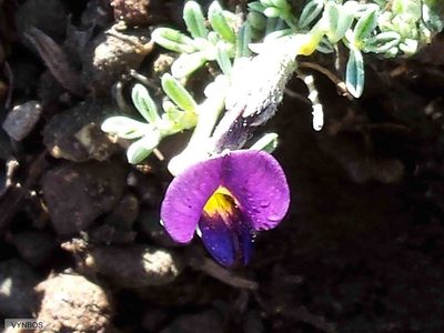 Lotononis galpinii, photographed by Chris Vynbos