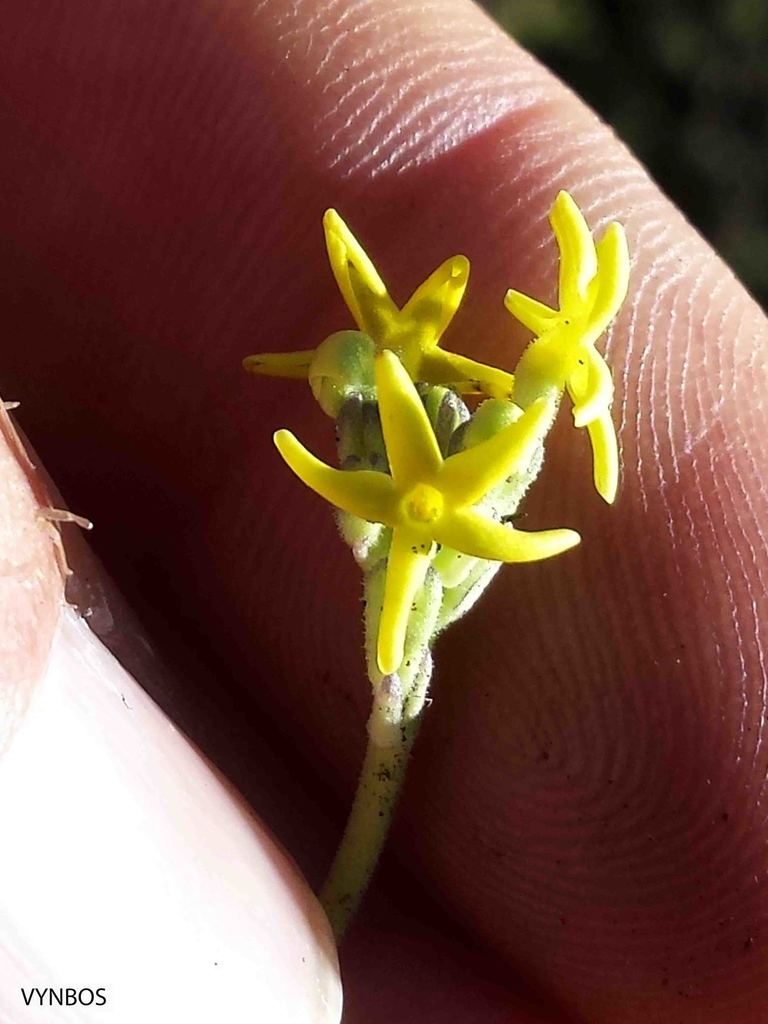 Manulea platystigma, photographed by Chris Vynbos