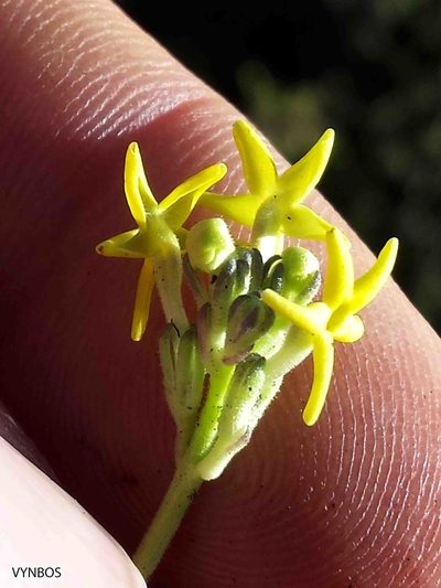 Manulea platystigma, photographed by Chris Vynbos