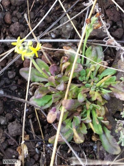 Manulea platystigma, photographed by Chris Vynbos