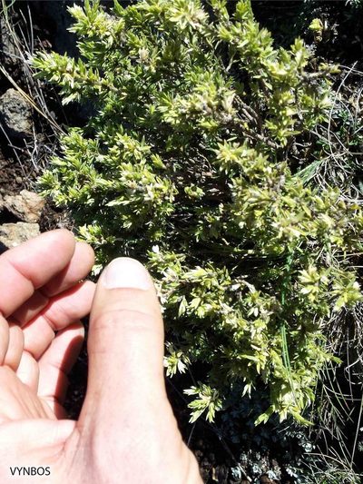 Gnidia propinqua, photographed by Chris Vynbos