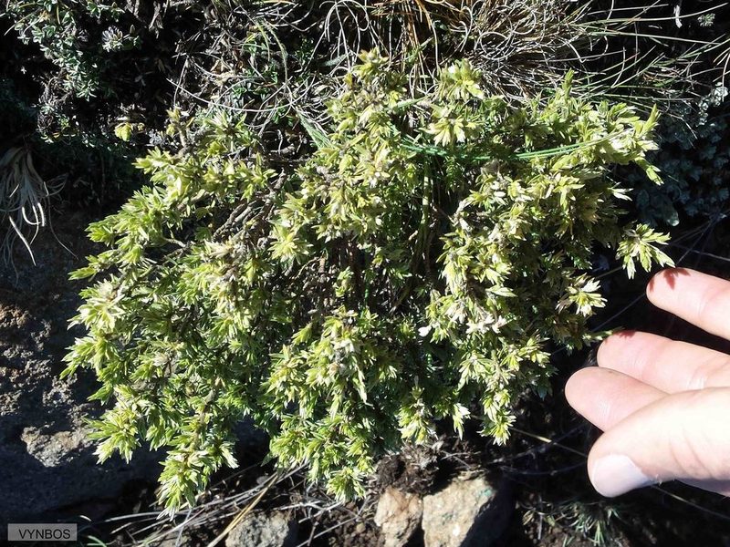 Gnidia propinqua, photographed by Chris Vynbos
