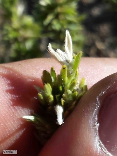Gnidia propinqua, photographed by Chris Vynbos