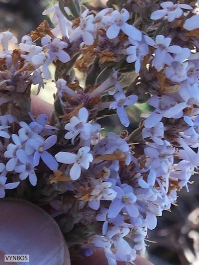 Selago flanaganii, photographed by Chris Vynbos