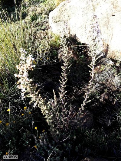 Selago flanaganii, photographed by Chris Vynbos