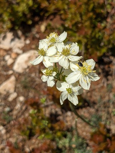 Thalictrum tuberosum, photographed by Mattia Menchetti