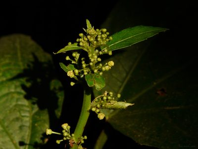 Baliospermum solanifolium, photographed by Dinesh Valke