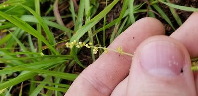 Rumex hastatulus, photographed by Josh