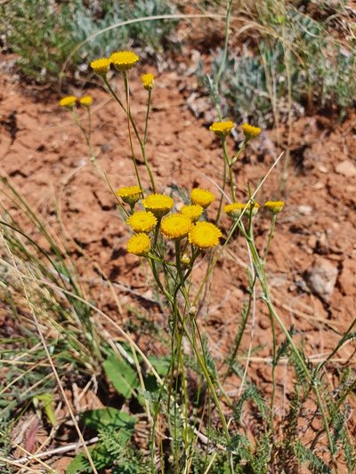 Tanacetum millefolium, photographed by Анна Митрошенкова