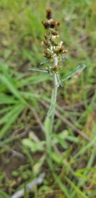 Gamochaeta argyrinea, photographed by Josh