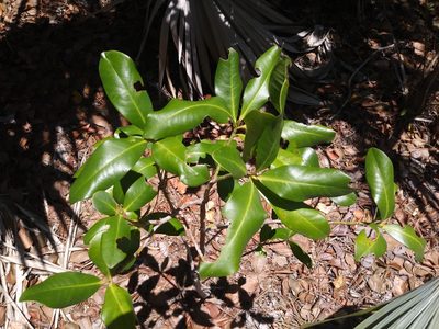 Myrsine cubana, photographed by Daniel Estabrooks