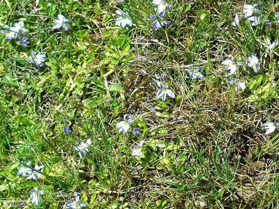 Lobelia galpinii, photographed by Chris Vynbos