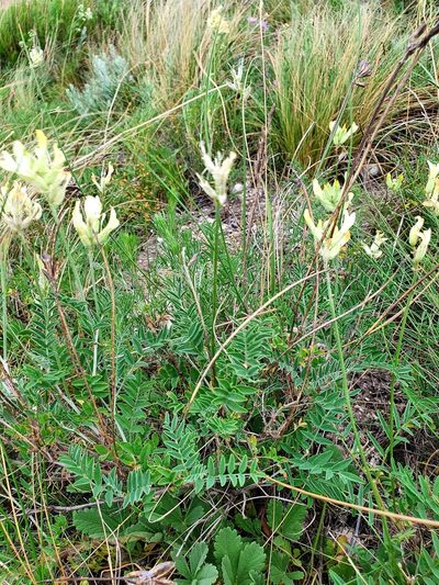Astragalus zingeri, photographed by Анна Митрошенкова