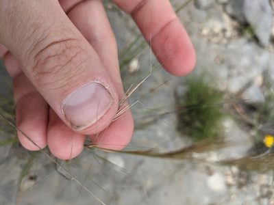 Aristida purpurascens, photographed by Cleveland Powell