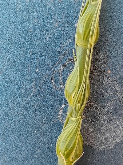 Aegilops ventricosa, photographed by Crebassa Jason