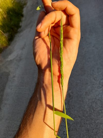Aegilops ventricosa, photographed by Crebassa Jason