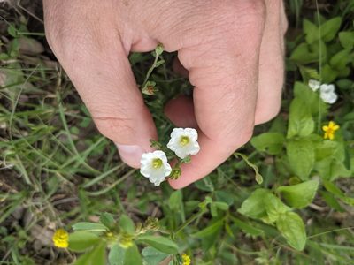 Bouchetia erecta, photographed by Cleveland Powell