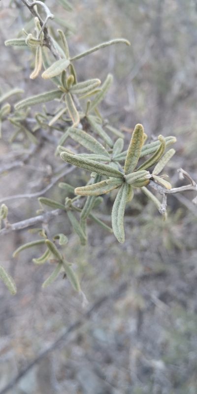 Cordia decandra, photographed by Darío De la Fuente