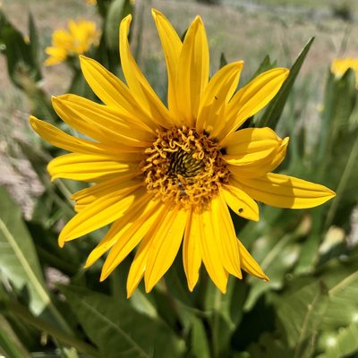 Wyethia amplexicaulis, photographed by Clifton Ladd, C.W.B.